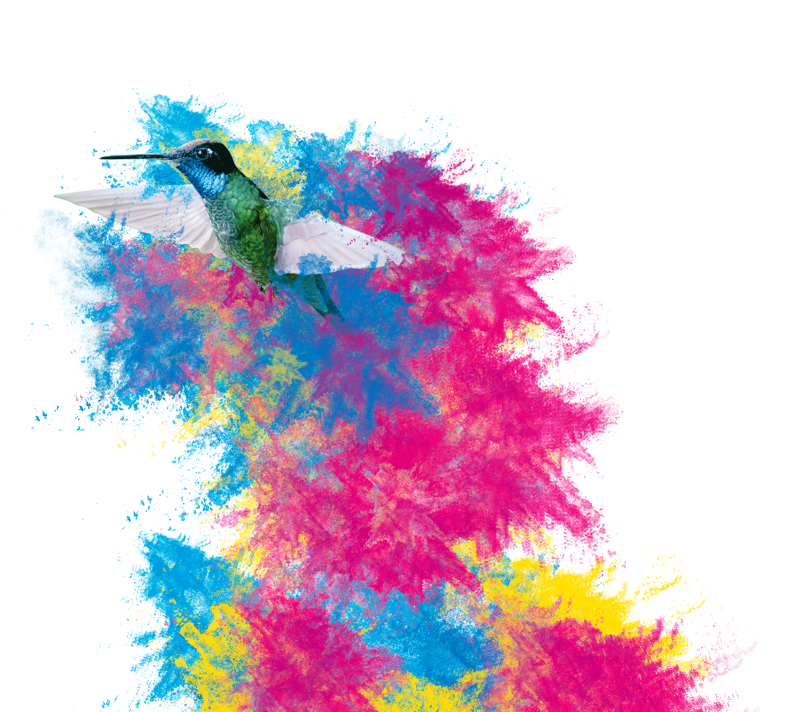 Colibri-RGB (1)